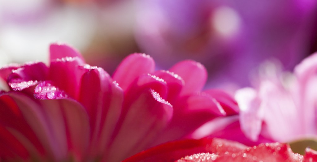 Buitengewoon Bloemen