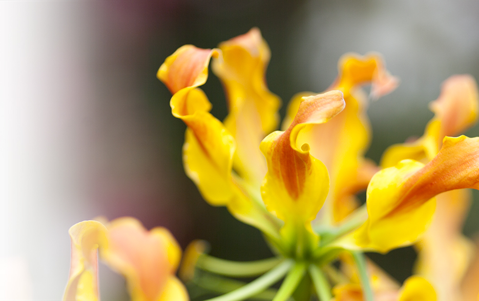 In beweging vriendelijke groet Tot ziens Buitengewoon Bloemen | ARTWORX